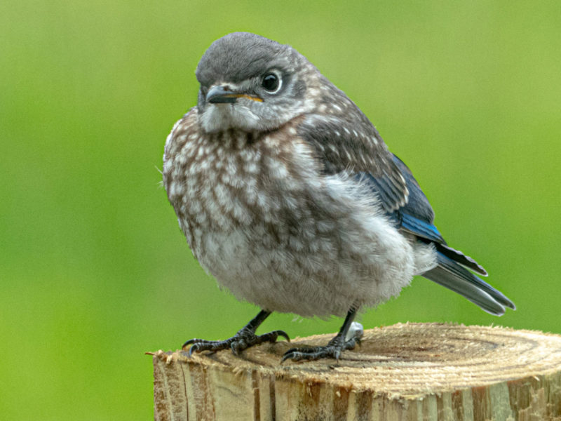 a juvenile bluebird perched on a post
