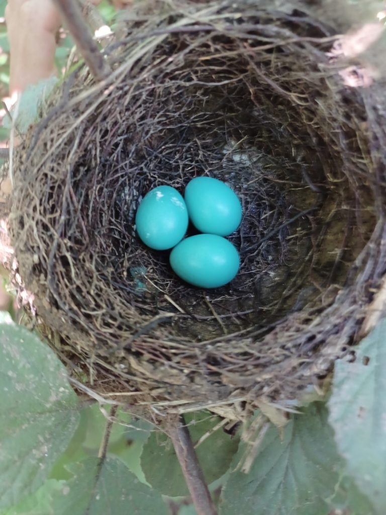 NestWatch Open cup nests of our beautiful woodland birds NestWatch