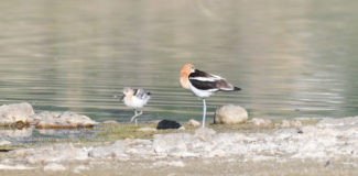 An adult American Avocet stands on the beach near its young.