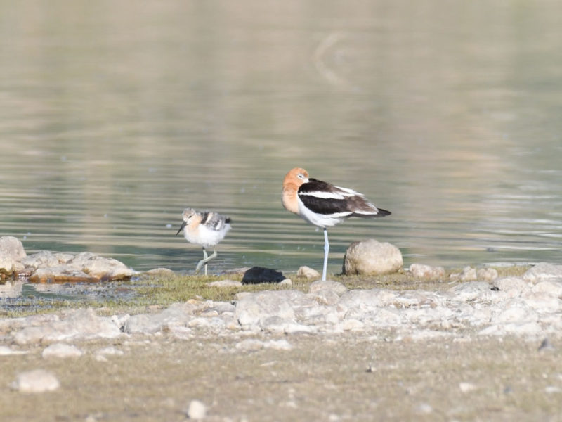 An adult American Avocet stands on the beach near its young.