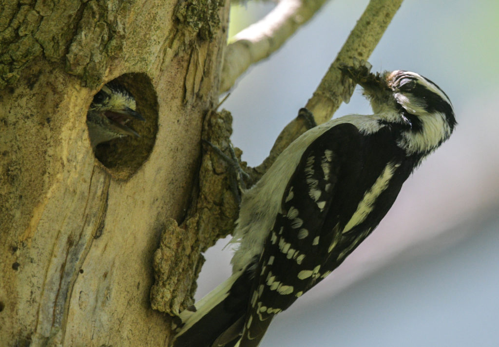 NestWatch Downy Woodpecker feeds nestling in a tree cavity NestWatch