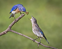 an adult male bluebird with a worm in its beak about to feed a begging fledgling
