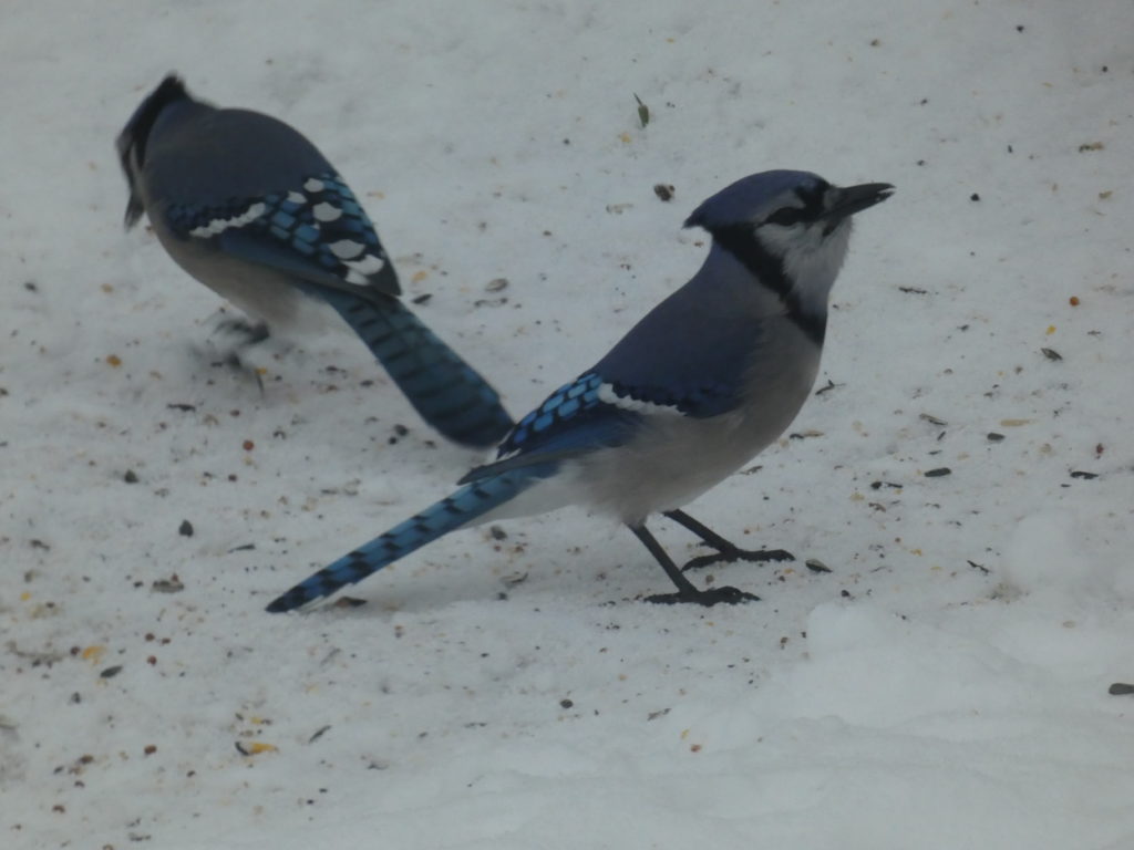 Blue Jay - Vermont eBird