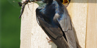 a swallow perched at a nest box entrance hole with a dragonfly in its beak