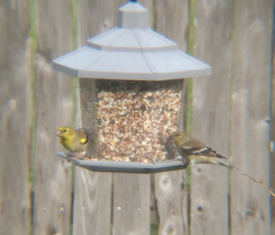 NestWatch | Finches and Chickadees - NestWatch