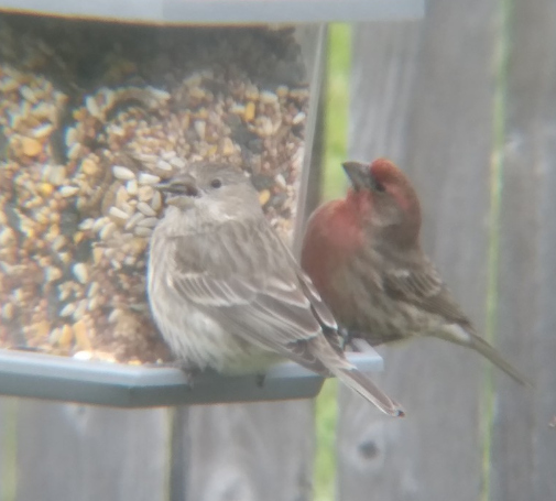 NestWatch | Finches and Chickadees - NestWatch