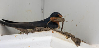 An adult Barn Swallow perches on a ledge with a beak full of mud.