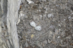 two white vulture eggs with dark markings in a ground nest of dirt and dead leaves