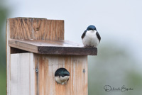 a nest box with a Tree Swallow perched on top and another in the entrance hole
