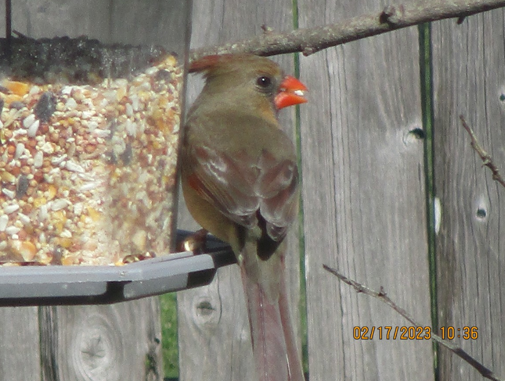 NestWatch | *Rare* leucistic female cardinal - NestWatch