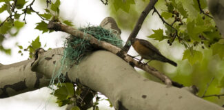 a robin perched on a branch next to a nest built with lots of plastic easter grass