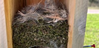 A mossy chickadee nest lined with fur sits atop a wire mesh platform inside a nest box.
