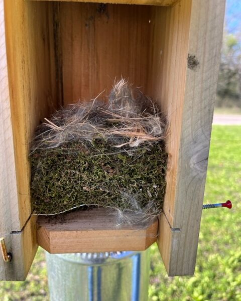 A mossy chickadee nest lined with fur sits atop a wire mesh platform inside a nest box.