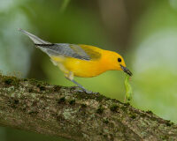 a bright yellow warbler perched on a branch with a lime green caterpillar in its beak