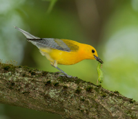 a bright yellow warbler perched on a branch with a lime green caterpillar in its beak