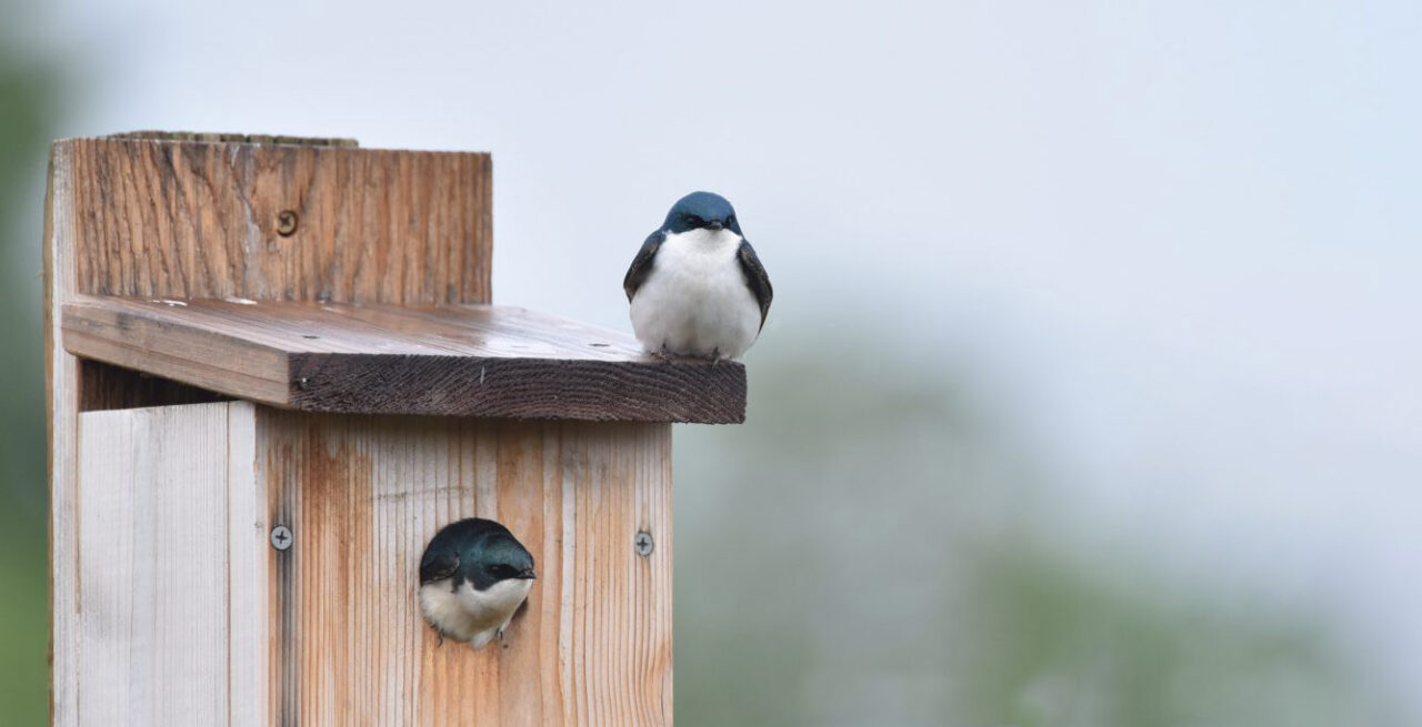 Tree Sparrow on a nest box