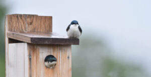 Tree swallow on a nest box - photo by Deborah Bifulco