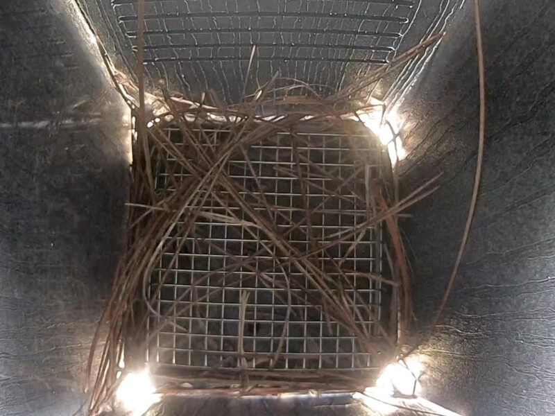 A wire mesh blowfly trap sits at the bottom of a nest box with pine needles scattered on top of it.