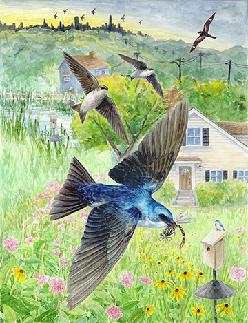 An illustrated landscape scene with multiple species of birds eating flying insects