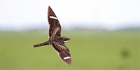 a nighthawk flying with its wings outstretched