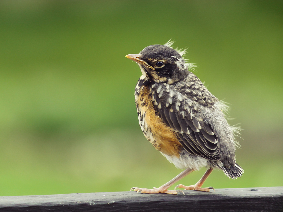 a fledgling robin standing on a wooden beam