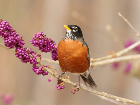 an American Robin perched in a beautyberry tree,