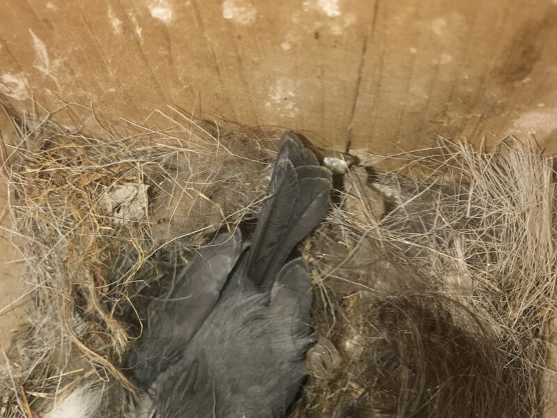 an adult titmouse sitting in its nest inside a nest box