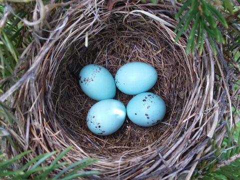 four bright blue eggs in a nest