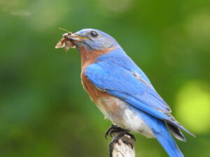 a male bluebird perched with insects in its beak