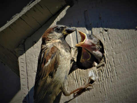 a male house sparrow perched at the entrance of a nest box with a nestling reaching its head out of the entrance hole