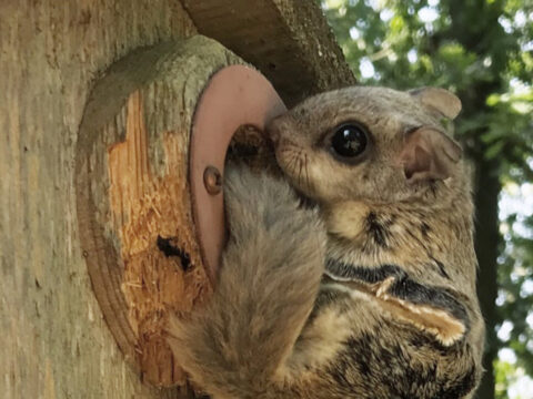 a flying squirrel perched at the entrance hole of a nest box