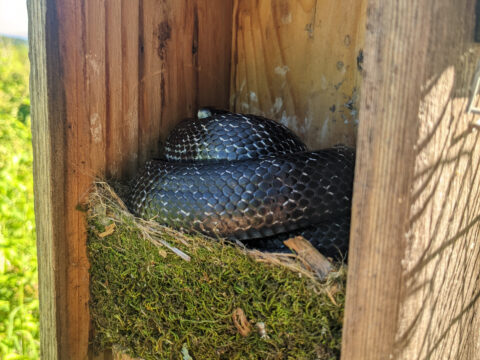 a snake curled up on a mossy nest inside a nest box