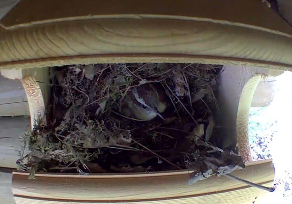 A Carolina Wren incubates a clutch.