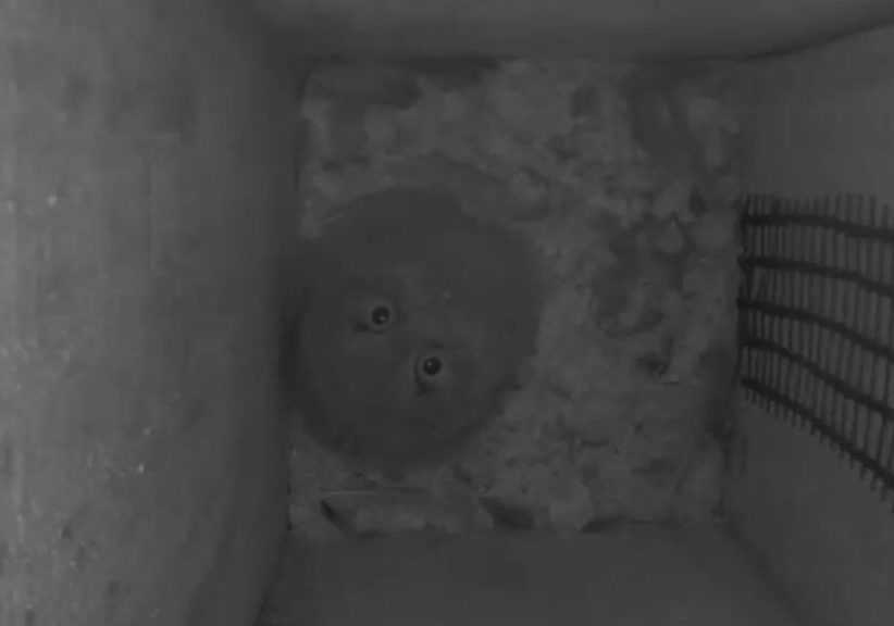 A nestling Eastern Screech-Owl looks up at the camera from the nest box floor