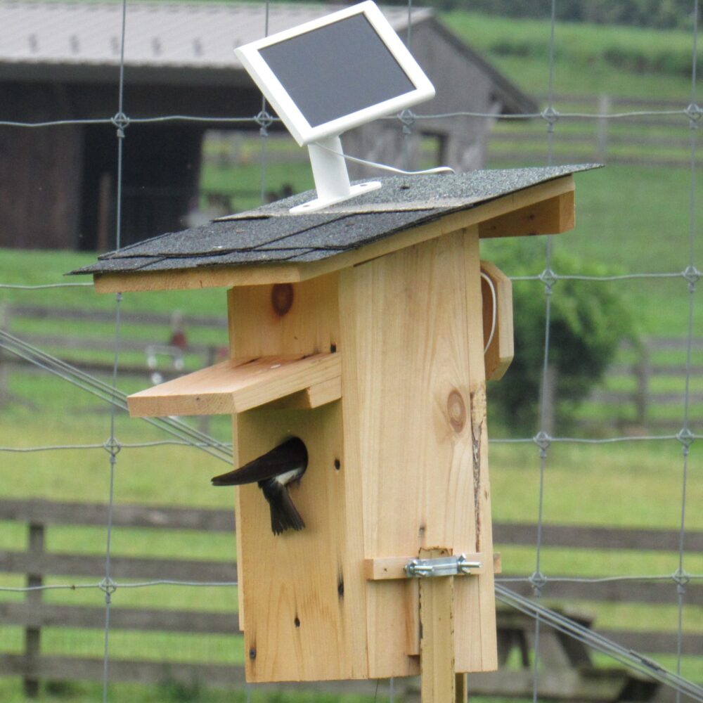 A Tree Swallow investigates a nest box with a solar panel on top.