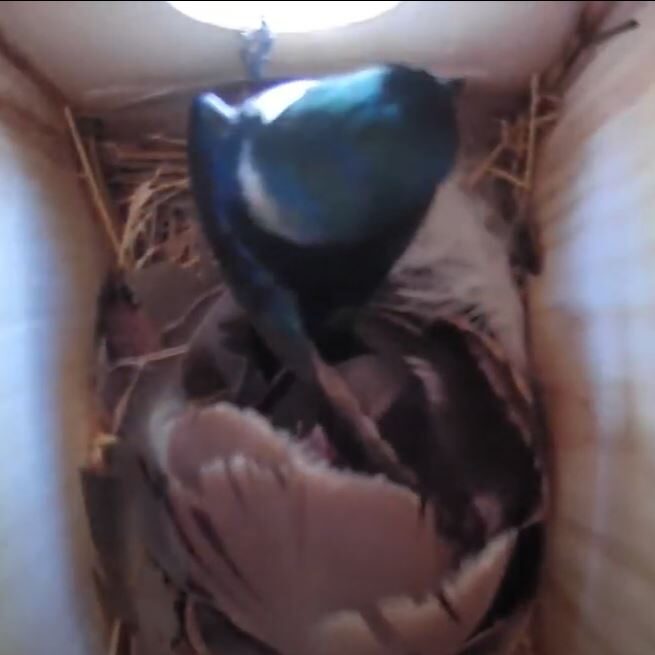 A Tree Swallow clings to the entrance hole of a nest box