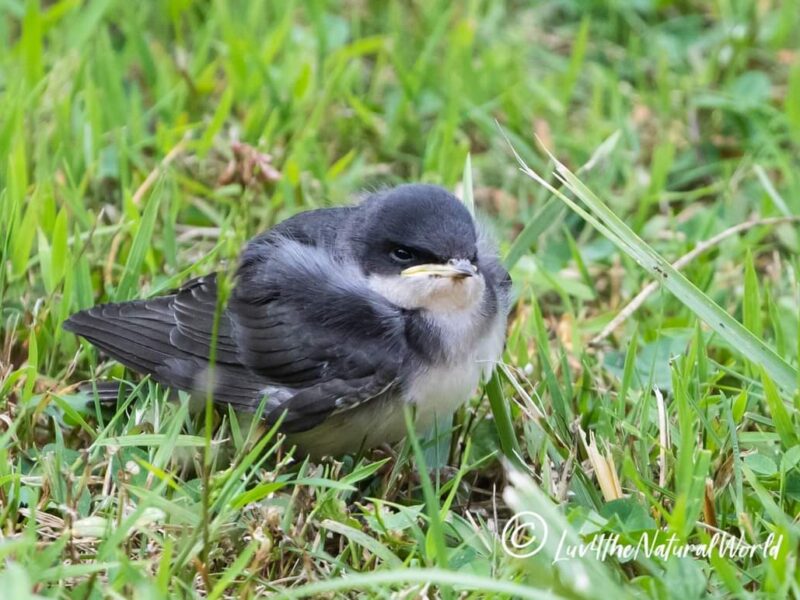 a tree swallow fledgling sitting in the grass