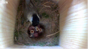 a top-view of a chickadee nest in a nest box with the adult feeding several tiny young