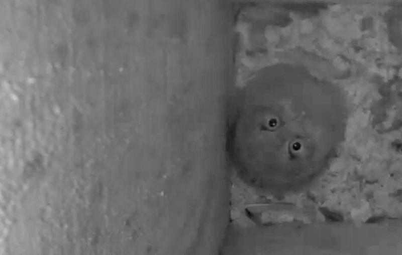 An eastern Screech-Owl nestling in a nest box