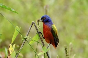 a painted bunting perched on the seed head of a stalk of grass