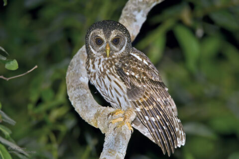 A Mottled Owl perched on a branch at night.