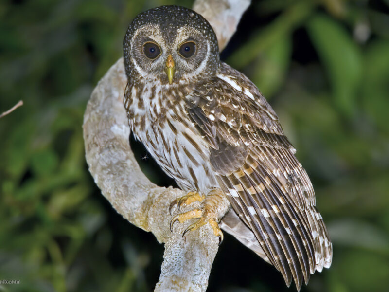 An adult Mottled Owl perched on a tree branch