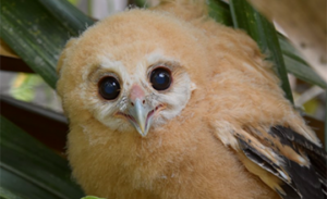 A fluffy yellow Mottled Owl fledgling perches in foliage