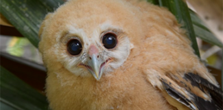 A fluffy yellow Mottled Owl fledgling perches in foliage