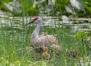an adult sandhill crane sitting on a nest in tall grass, with two small colts