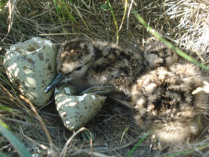two recently hatched willet chicks next to broken eggshells