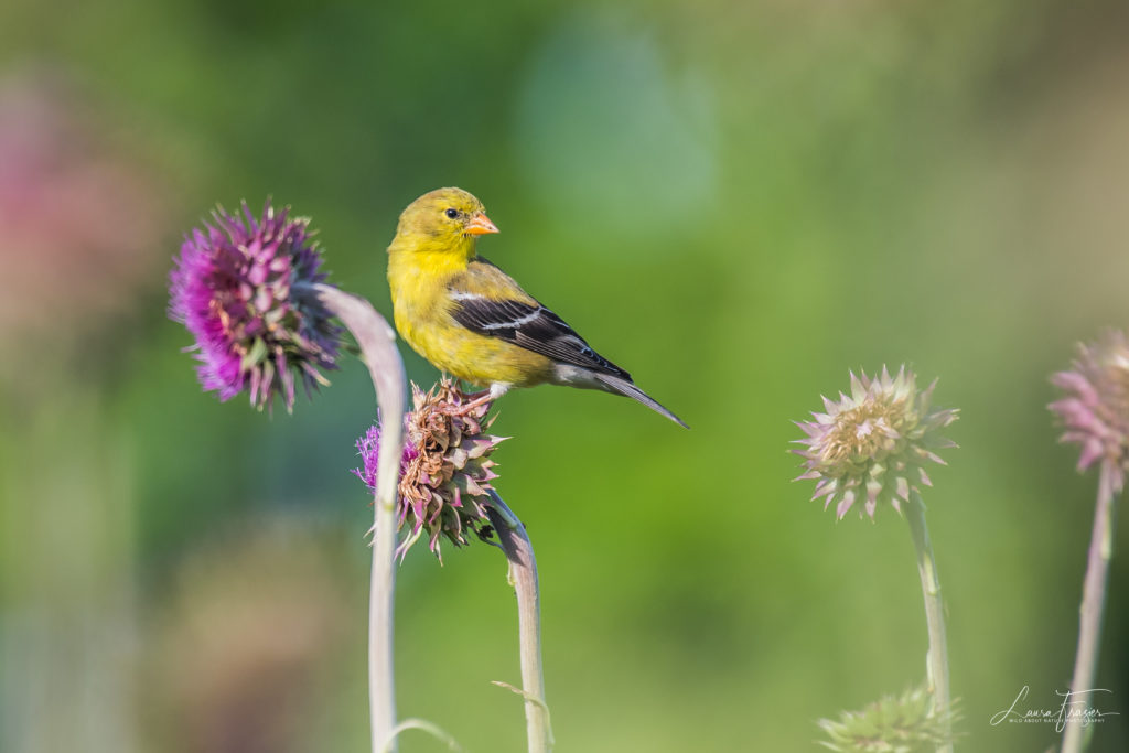 American Goldfinch