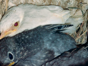 an all-white nestlings nestled in a nest inside a nest box next to it's blue-gray siblings.