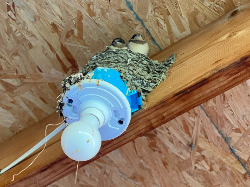 a light soffit with a barn swallow nest atop it and two fully-feathered barn swallow nestlings perched inside