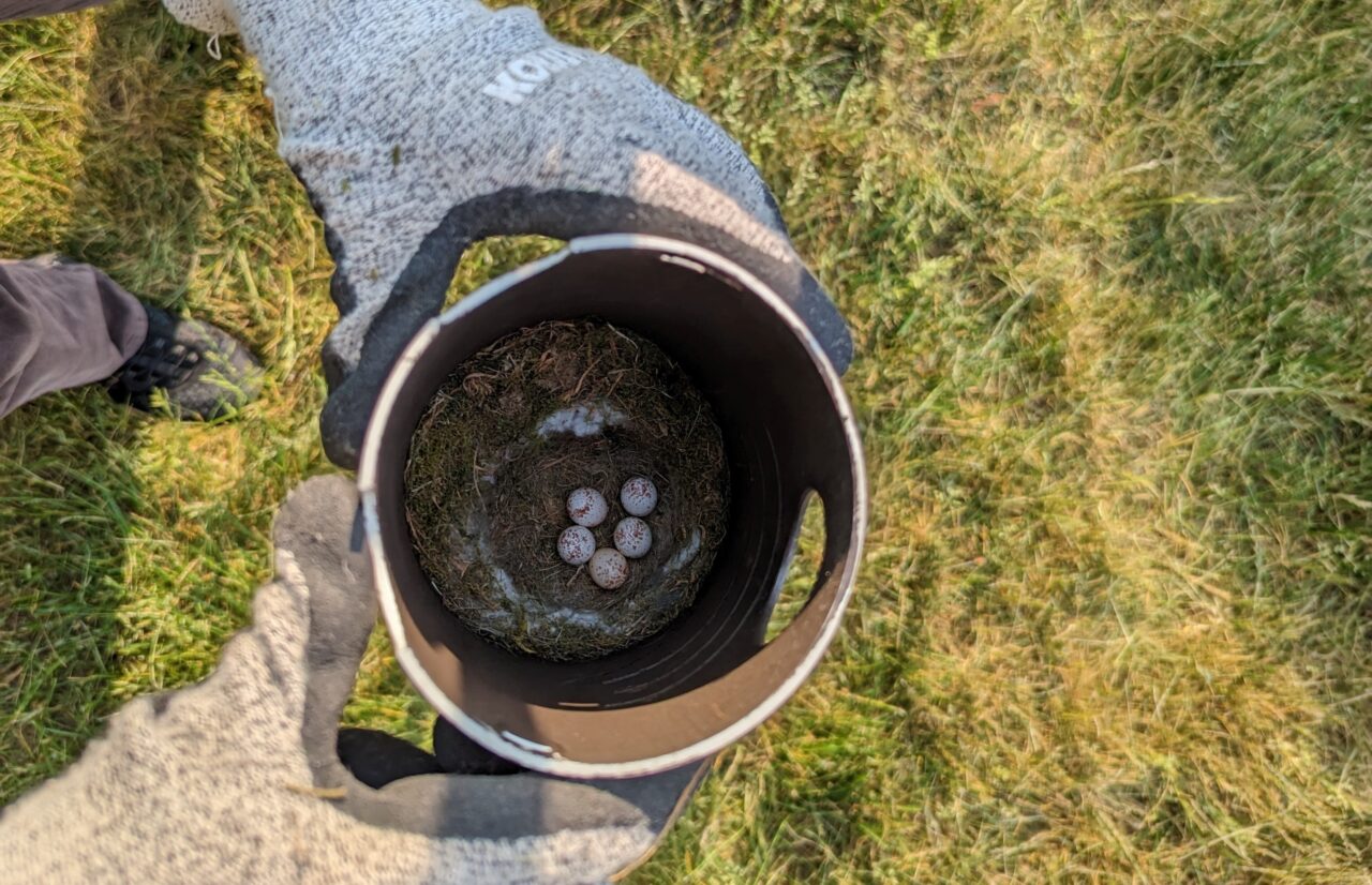 Un Tubo Nido de Carbonero Cabecinegro